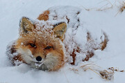 ببینید | پناه بردن روباه از سرما به خانه روستاییان شهرستان نیر