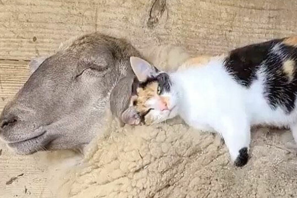 گربه و گوسفند پشمالو