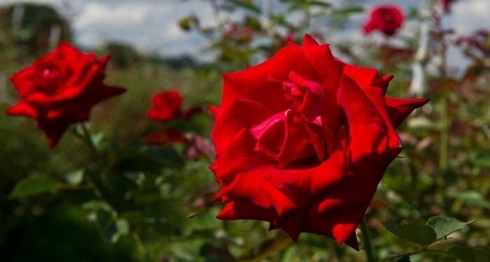 ۱۴ گل خوراکی و خواص شگفتانگیز آنها