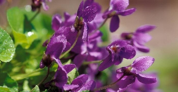 ۱۴ گل خوراکی و خواص شگفتانگیز آنها