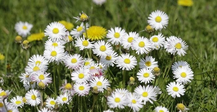 ۱۴ گل خوراکی و خواص شگفتانگیز آنها