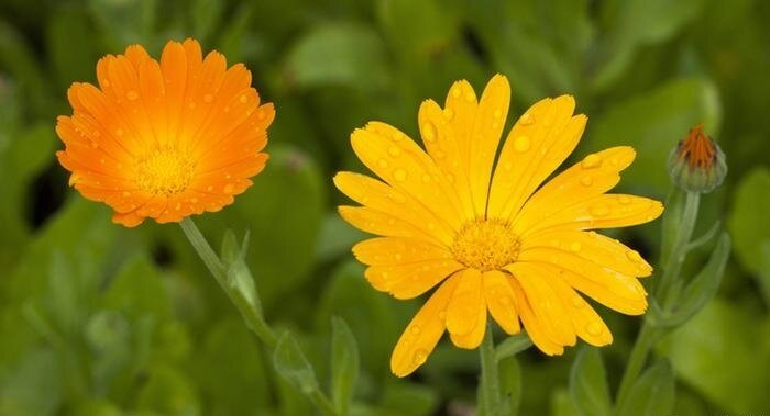 ۱۴ گل خوراکی و خواص شگفتانگیز آنها