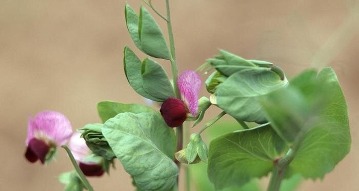 ۱۴ گل خوراکی و خواص شگفتانگیز آنها