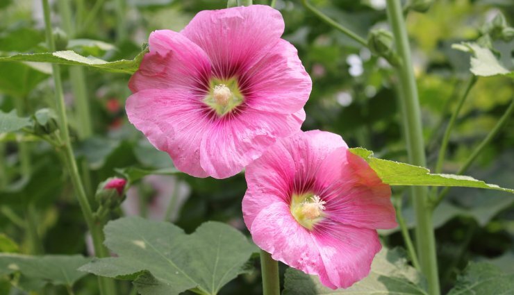 ۱۴ گل خوراکی و خواص شگفتانگیز آنها