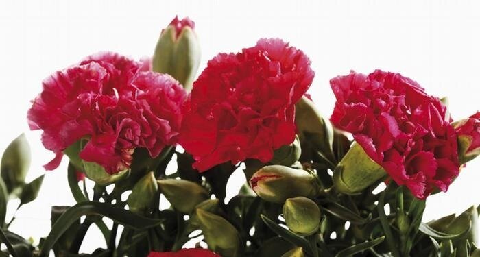 ۱۴ گل خوراکی و خواص شگفتانگیز آنها