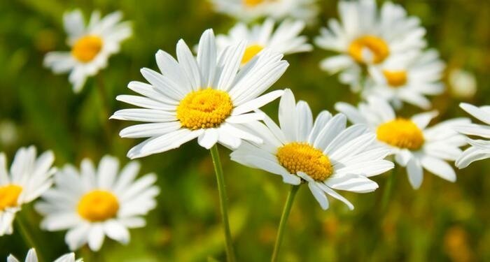 ۱۴ گل خوراکی و خواص شگفتانگیز آنها