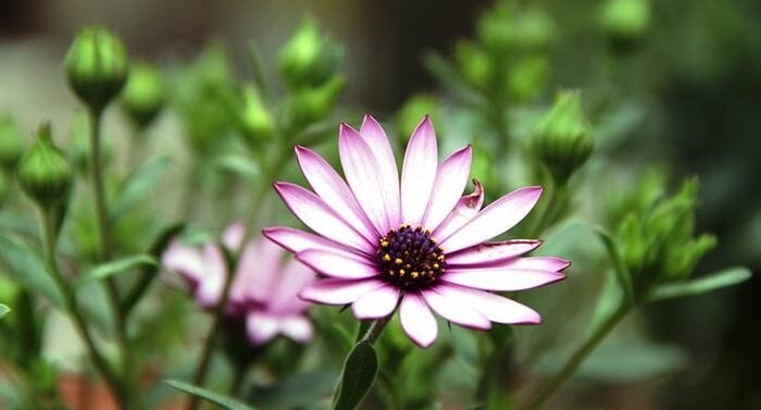 ۱۴ گل خوراکی و خواص شگفتانگیز آنها