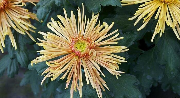 ۱۴ گل خوراکی و خواص شگفتانگیز آنها