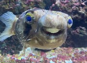 عکس‌هایی جالب از ماهی‌ای که به دندانپزشکی برده شد