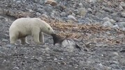 ببینید| اتفاقی عجیب و نادر؛ خرس قطبی گوزن شمالی شکار می‌کند
