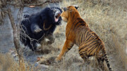 ببینید | نبرد حیوانات وحشی با یکدیگر