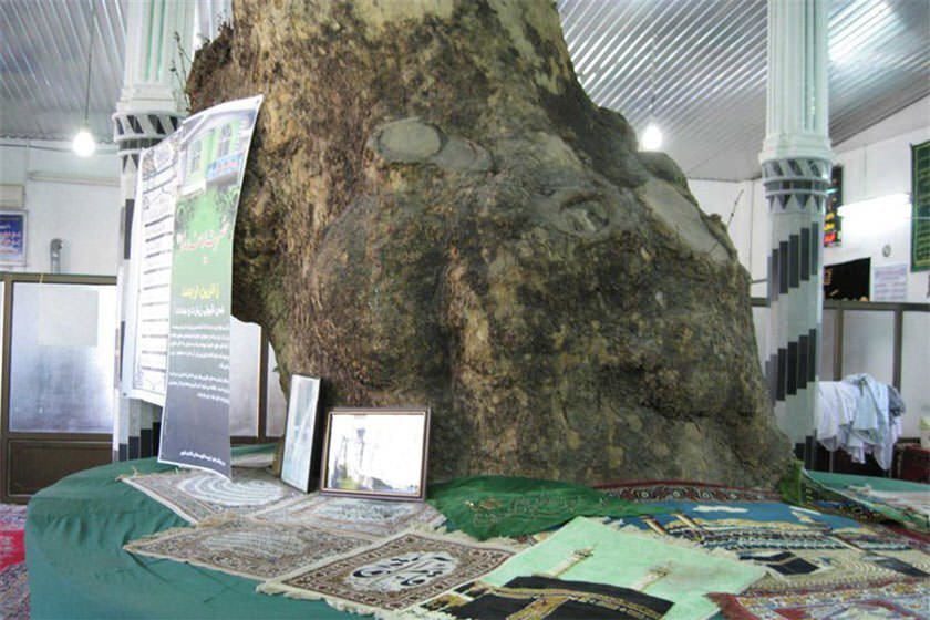 تصاویر | تک درختهای تاریخی ایران | از درخت فرهاد برای شیرین تا درختی که مرادی کرمانی پای آن قصه نوشت | پیرترین موجود زنده تهران کجاست؟