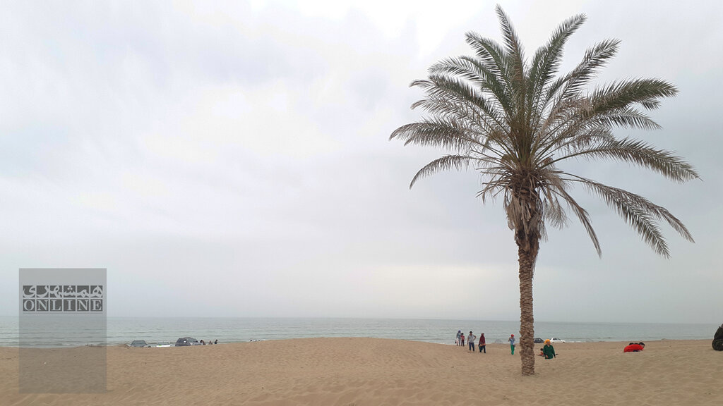 تصاویر | تک درختهای تاریخی ایران | از درخت فرهاد برای شیرین تا درختی که مرادی کرمانی پای آن قصه نوشت | پیرترین موجود زنده تهران کجاست؟