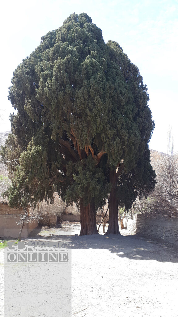 تصاویر | تک درختهای تاریخی ایران | از درخت فرهاد برای شیرین تا درختی که مرادی کرمانی پای آن قصه نوشت | پیرترین موجود زنده تهران کجاست؟