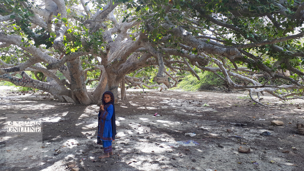 تصاویر | تک درختهای تاریخی ایران | از درخت فرهاد برای شیرین تا درختی که مرادی کرمانی پای آن قصه نوشت | پیرترین موجود زنده تهران کجاست؟