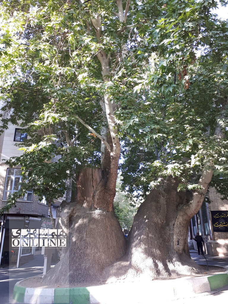 تصاویر | تک درختهای تاریخی ایران | از درخت فرهاد برای شیرین تا درختی که مرادی کرمانی پای آن قصه نوشت | پیرترین موجود زنده تهران کجاست؟