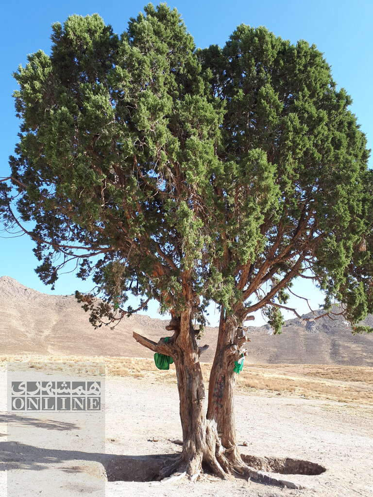 تصاویر | تک درختهای تاریخی ایران | از درخت فرهاد برای شیرین تا درختی که مرادی کرمانی پای آن قصه نوشت | پیرترین موجود زنده تهران کجاست؟