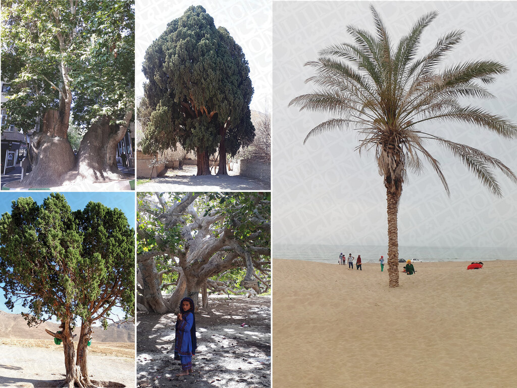 تصاویر | تک درختهای تاریخی ایران | از درخت فرهاد برای شیرین تا درختی که مرادی کرمانی پای آن قصه نوشت | پیرترین موجود زنده تهران کجاست؟ تک درخت