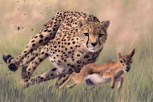 غزال و یوزپلنگ