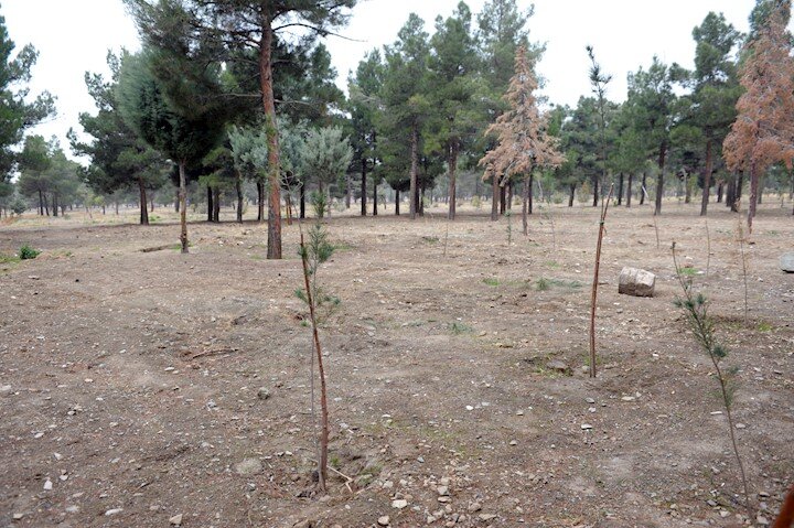 کاشت ۱۰۰ نهال در محله سروآزاد