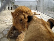 شیر باغ وحش اراک بعد از کشتن یک نفر از قفس فرار کرد | هشدار به اراکی‌ها؛ به باغ وحش نزدیک نشوید!