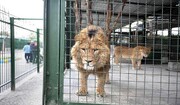 شیرِ قاتل به قفس برگردانده شد | علت حمله شیرها به نگهبان باغ وحش چه بود؟