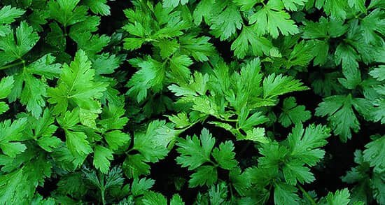 ۸ خاصیت جعفری برای سلامتی