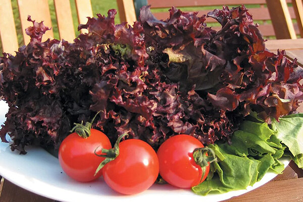 lollo rosso lettuce - کاهو فرانسوی - سبزیجات