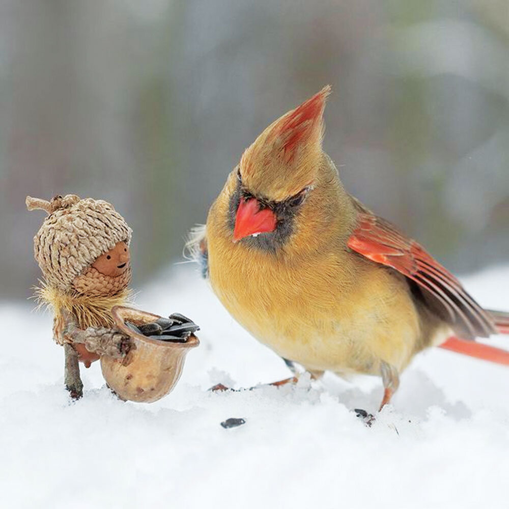 عکاس رؤیاها