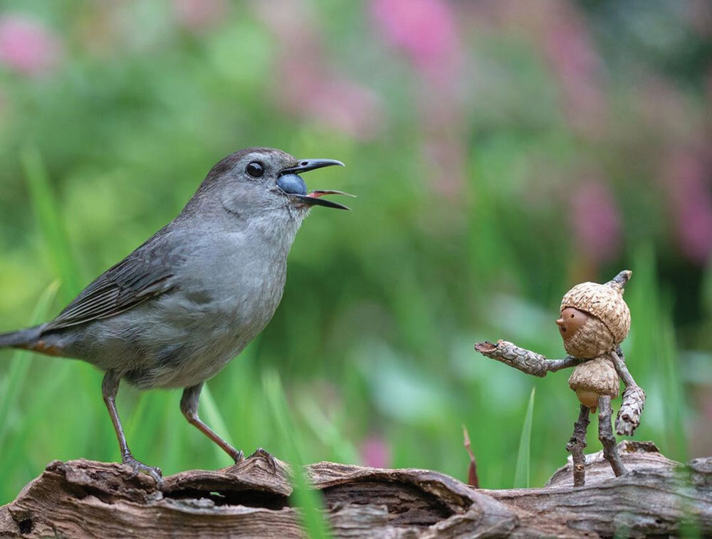 عکاس رؤیاها