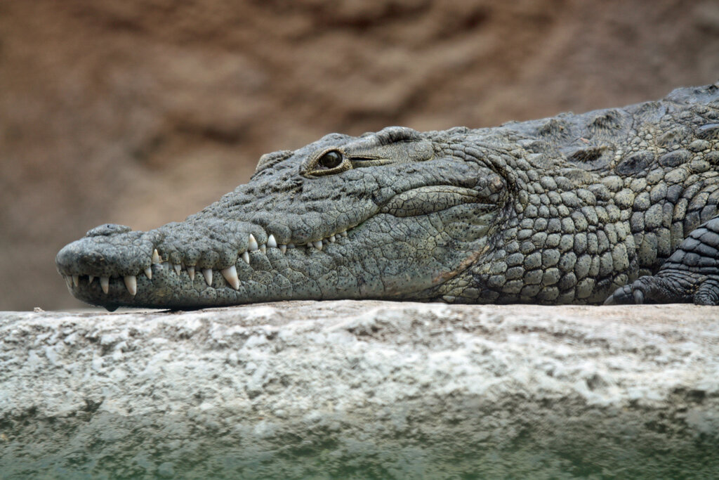 Crocodile - کروکدیل - سوسمار - تمساح