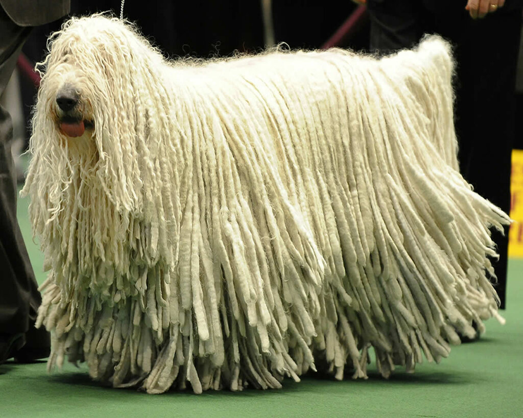 komondor dog - سگ