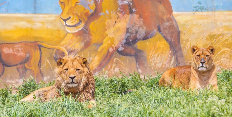 تصاویر دیده نشده از نگهبان اراکی که شیرهای باغ وحش جانش را گرفتند | طعمه شیرهایی شد که بزرگشان کرده بود!