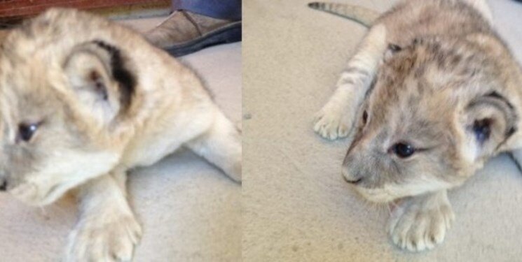 تصاویر دیده نشده از نگهبان اراکی که شیرهای باغ وحش جانش را گرفتند | طعمه شیرهایی شد که بزرگشان کرده بود!