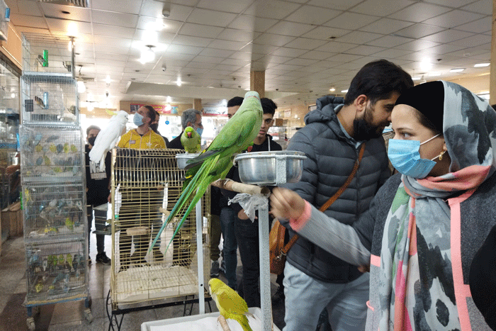 بیا اینور بازار مرغ تخم طلا دارم | پرندگان قاچاق و نایاب در کجا خرید و فروش می شوند؟ |عقاب یا خروس خونخور می خواهید یا طوطی شناهنامهخوان !