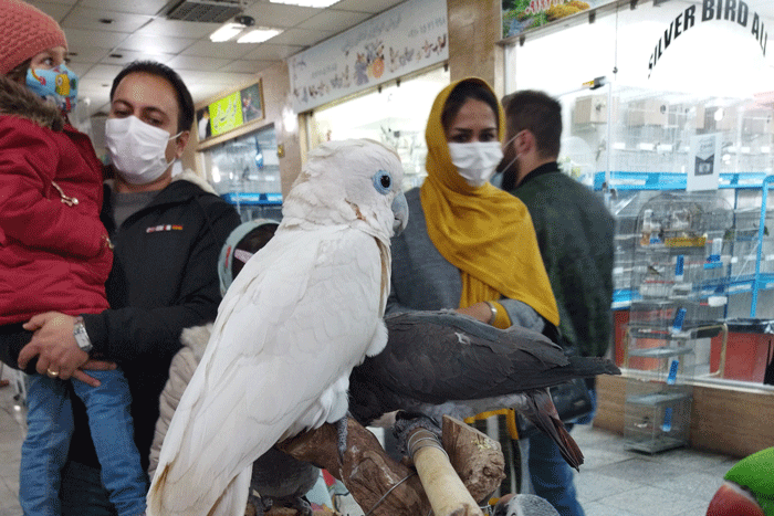 بیا اینور بازار مرغ تخم طلا دارم | پرندگان قاچاق و نایاب در کجا خرید و فروش می شوند؟ |عقاب یا خروس خونخور می خواهید یا طوطی شناهنامهخوان !