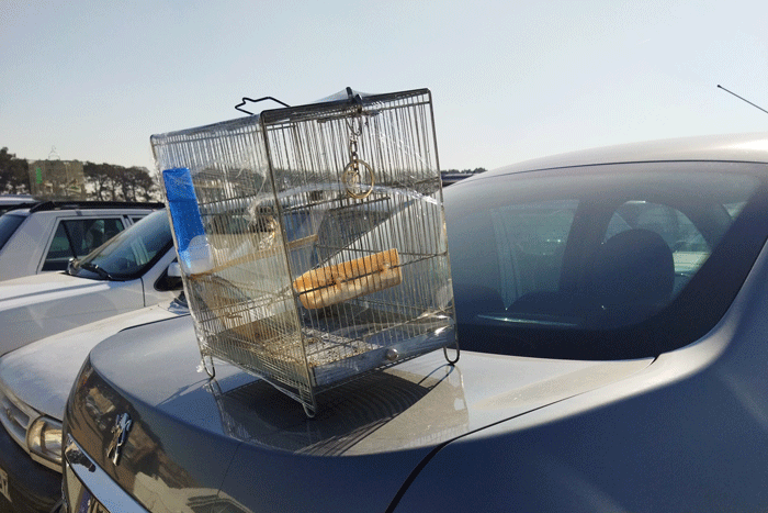 بیا اینور بازار مرغ تخم طلا دارم | پرندگان قاچاق و نایاب در کجا خرید و فروش می شوند؟ |عقاب یا خروس خونخور می خواهید یا طوطی شناهنامهخوان !