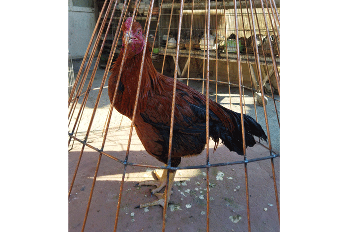 بیا اینور بازار مرغ تخم طلا دارم | پرندگان قاچاق و نایاب در کجا خرید و فروش می شوند؟ |عقاب یا خروس خونخور می خواهید یا طوطی شناهنامهخوان !