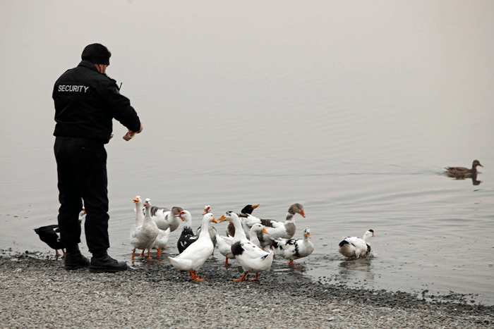 پرندگان مهاجر اروپای شرقی در زیستگاههای پایتخت | چرخ ریسک بزرگ؛ پرنده بومی تهران