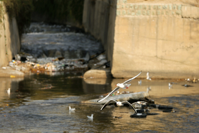 پرندگان مهاجر اروپای شرقی در زیستگاههای پایتخت | چرخ ریسک بزرگ؛ پرنده بومی تهران