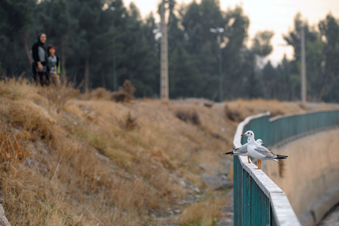 پرندگان مهاجر اروپای شرقی در زیستگاه‌های پایتخت | چرخ ریسک بزرگ؛ پرنده بومی تهران