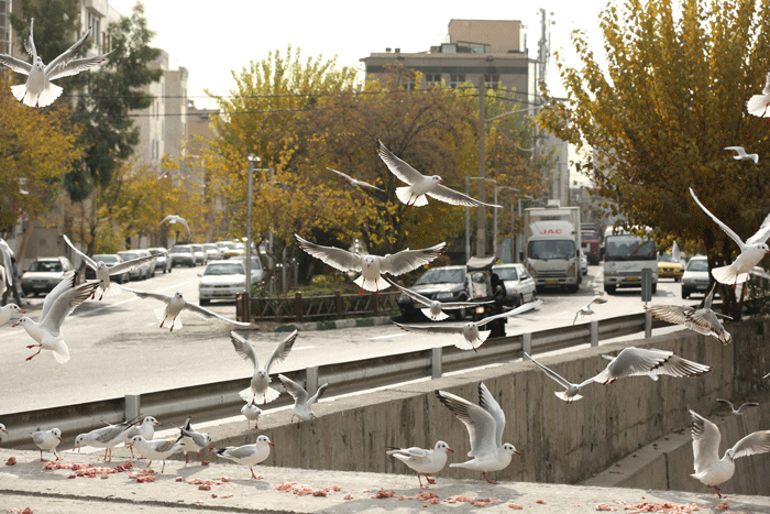 پرندگان مهاجر اروپای شرقی در زیستگاه‌های پایتخت | چرخ ریسک بزرگ؛ پرنده بومی تهران