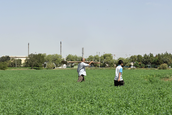 طعم نفت