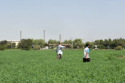 نفت به زمین‌های کشاورزی این منطقه تهران رسید | ذرت و سبزی با طعـم نفـت!