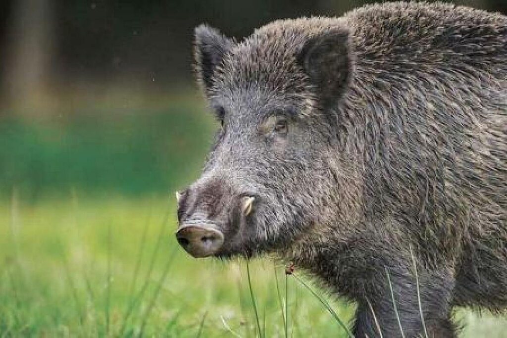 Wild boar - گراز