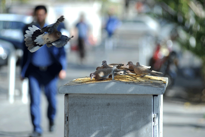 تدارک پلو و خورشت برای پرندگان ممنوع! | غذا دادن بیضابطه به پرندگان ممنوع!