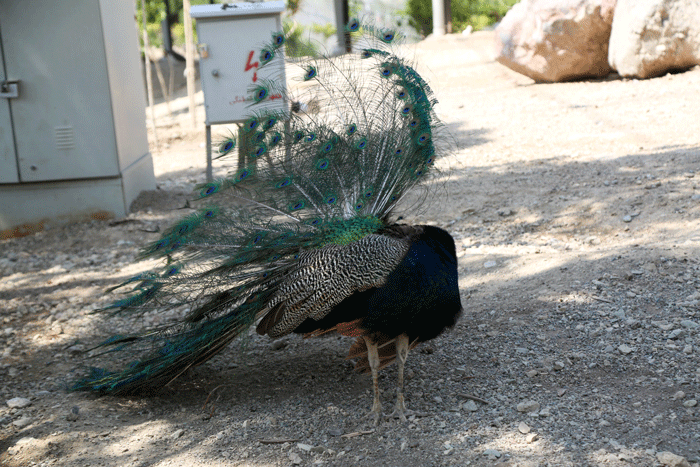 ۸۰۰۰هزار پرنده در این باغ زندگی میکنند | مقاومترین کبوترخانه کشور در کدام شهر است؟