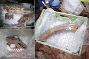تصاویر | باورنکردنی؛ بقایای جانواران عصر یخبندان دست نخورده پیدا شدند | یک کشف بزرگ در غار!