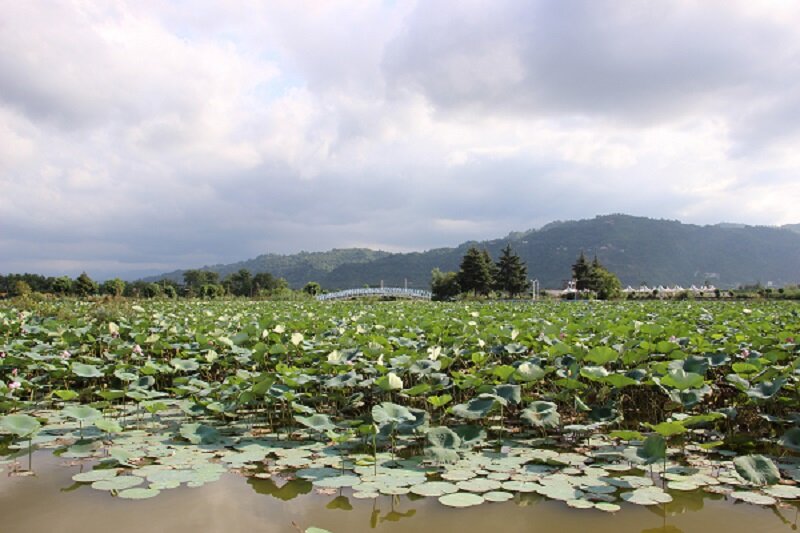 تنها تالاب شهری ایران کجاست؟ | پرنده نگری در کنار مرداب   تالاب لنگرود