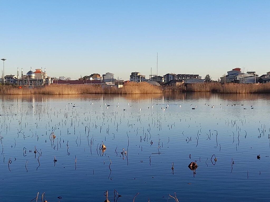 تنها تالاب شهری ایران کجاست؟ | پرنده نگری در کنار مرداب